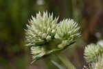 Yuccaleaf eryngo <BR>Northern rattlesnake master